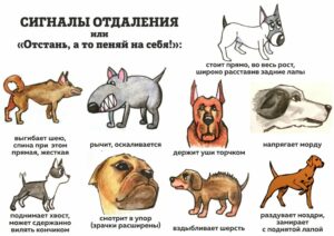 Безопасность