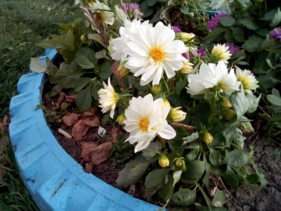 Дарами нас порадовала осень...